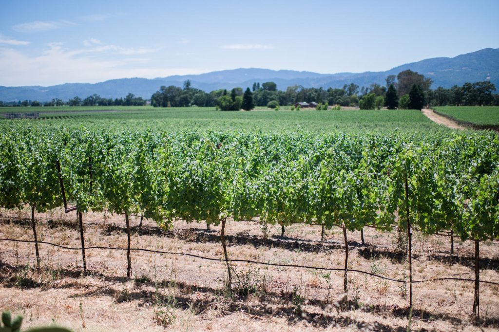 Champ de vignes